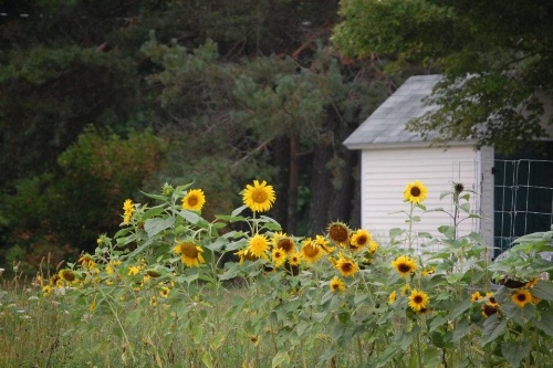Clary Lake Bed and Breakfast image 2